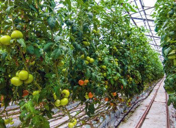 The existing agricultural complex in Kherson